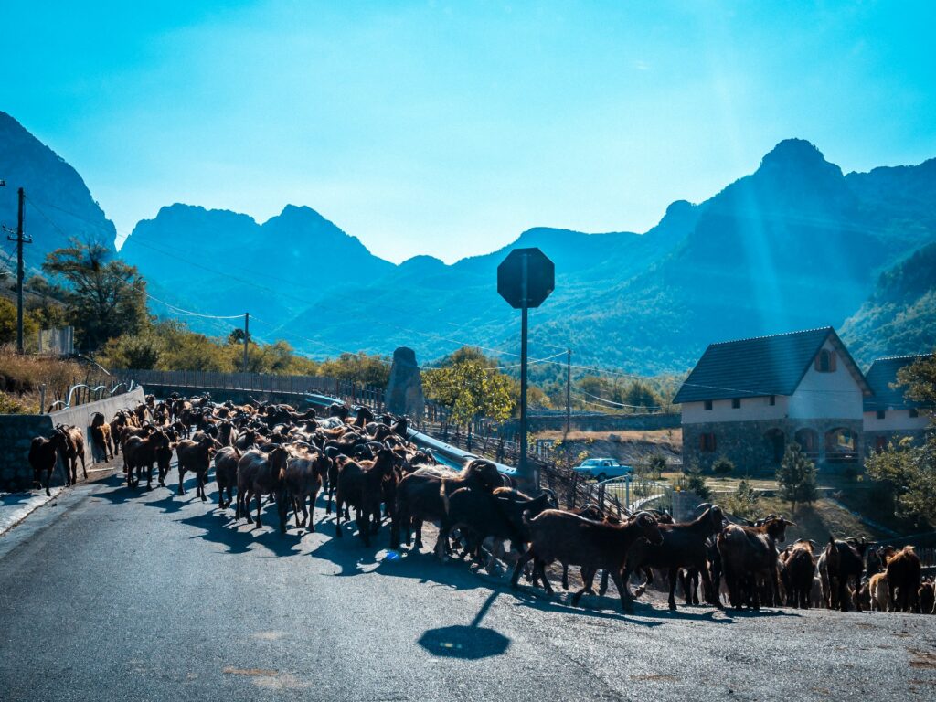 Goat on the road in Theth