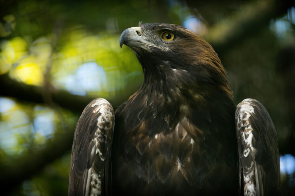 Golden Eagle