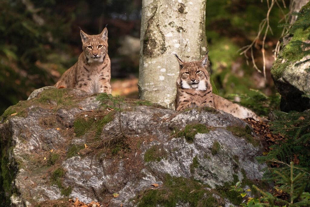 Two lynxes in the forest