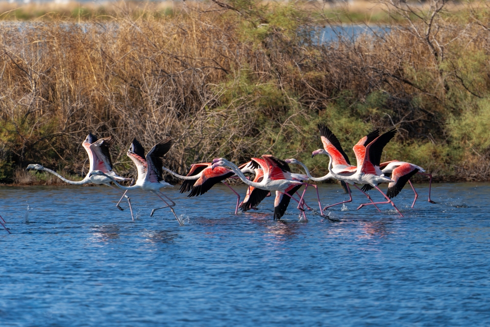 Flamingos in the Albanese lagune Narta, Vlora