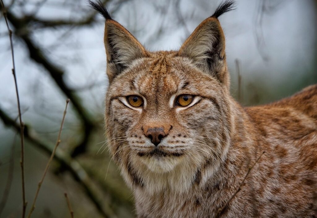 Balkan Lynx